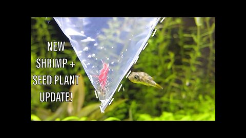 3 New Shrimp + 3 Week Seed Plant Update!