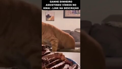 gato morrendo de vontade de comer a carne