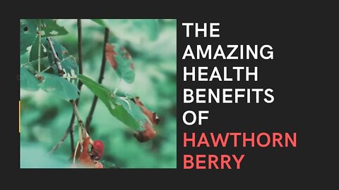 Hawthorn berry