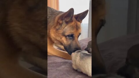 German Shepherd Meets Puppies for the First Time