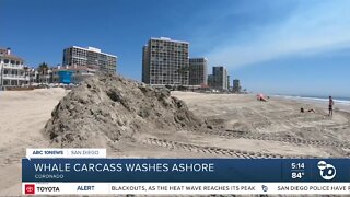 Whale carcass buried after washing ashore at Coronado Beach