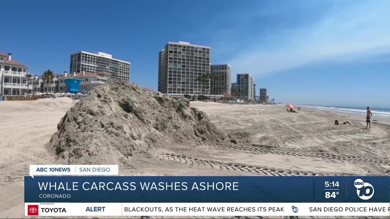 Whale carcass buried after washing ashore at Coronado Beach