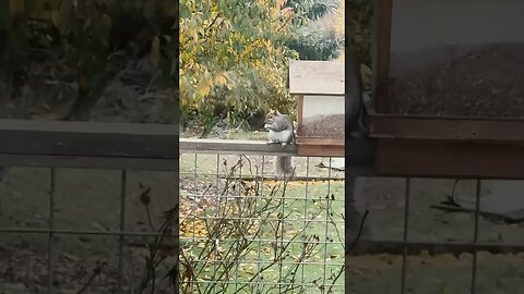 Squirrel Caught Eating Bird Food! 🤣