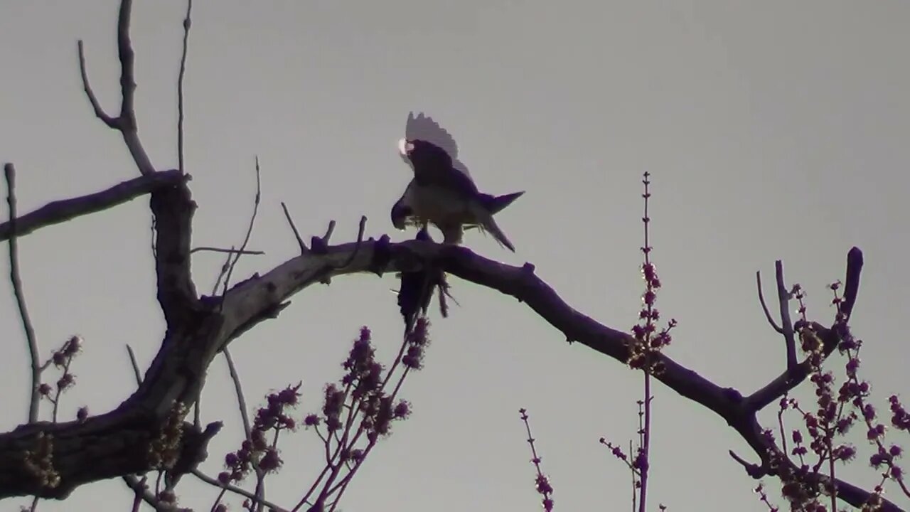 Bird Eating Another Bird