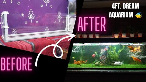Quick Tour to my 4 feet Aquarium