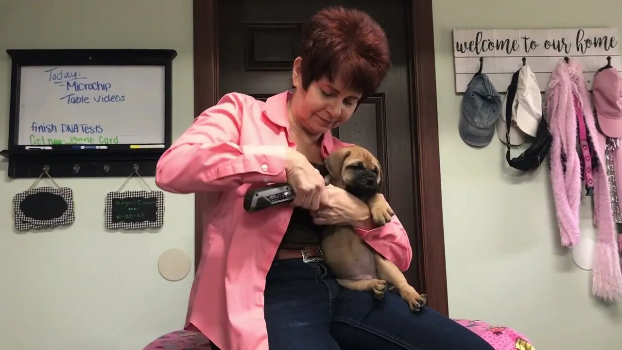 LonelyCreek cinnamon litter 7 wk old in two days Vanilla Bean￼