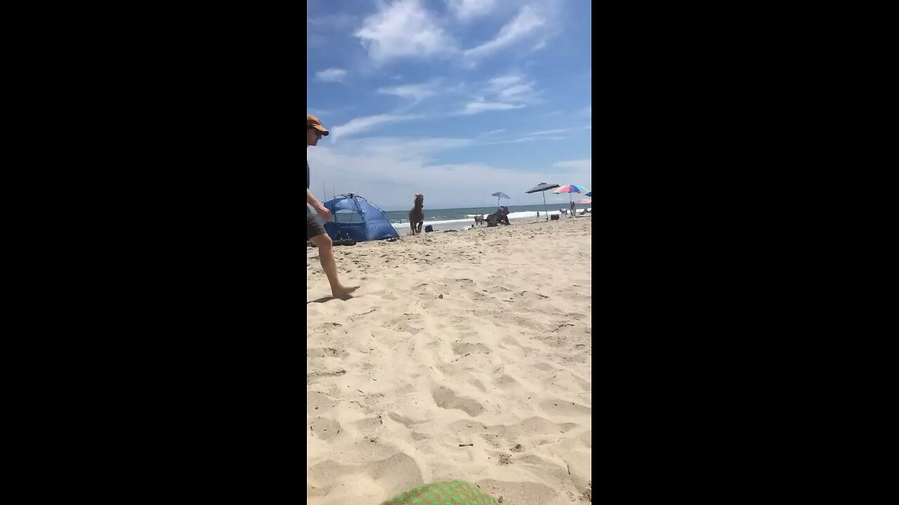 Ever almost get ran over by horses on the beach?