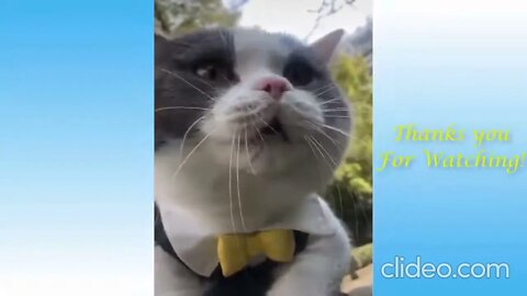 videos de animais engracados 2022 impossivel nao rir videos engracados 1 FoFOwGTO