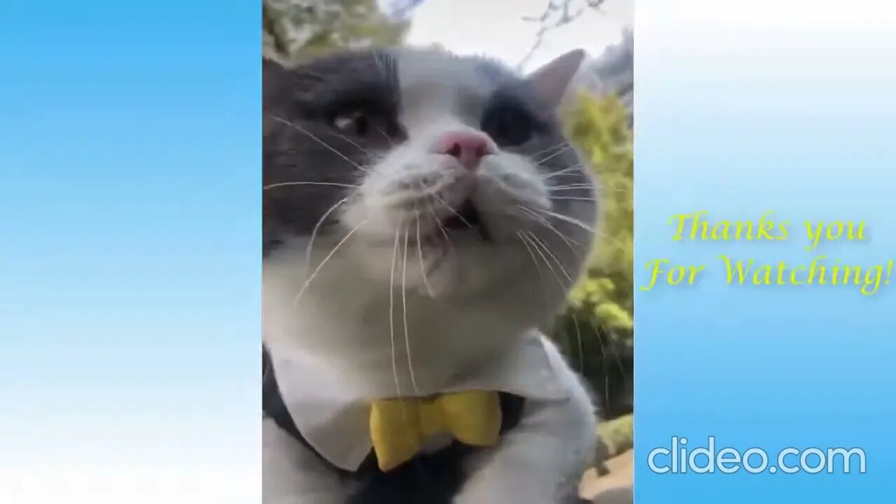 videos de animais engracados 2022 impossivel nao rir videos engracados 1 FoFOwGTO