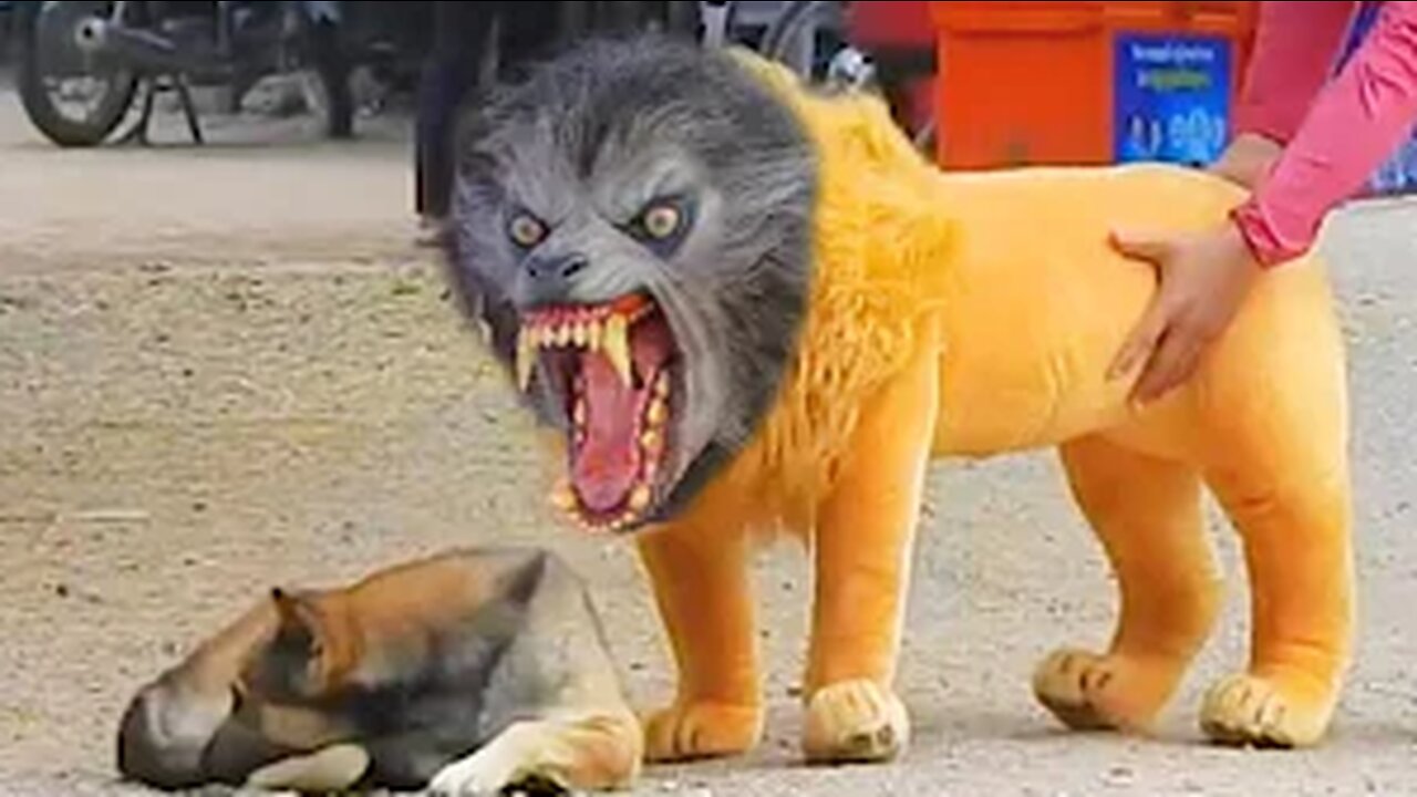 Troll Prank Dog Funny & fake Lion and Fake Tiger Prank To dog & Huge Box Prank to dog