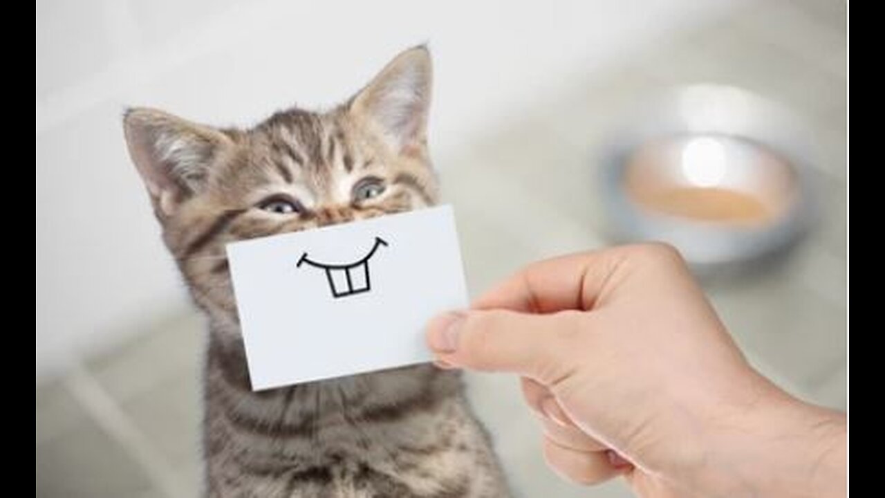 😹Cats Doing Cat Things😹 (3)