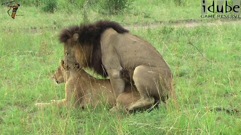 WILDlife: The Life Of Lions - Pairing In the Grass (HD)