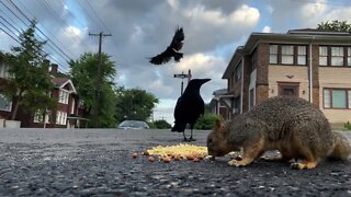 Crow Close-Up: Crushed Popcorners