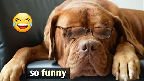 Funniest Cats and Dogs 🐶🐱 | Funny Animal Videos