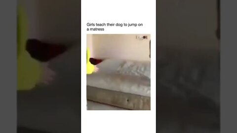 Girls teache their dog to jump on a mattress