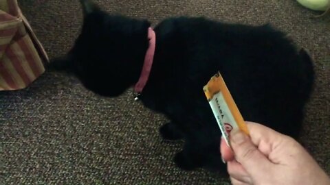 Princess Zara Loving on Treats #cats #blackcats #zara