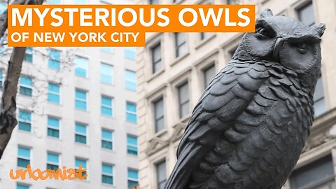 History of Owls in New York City