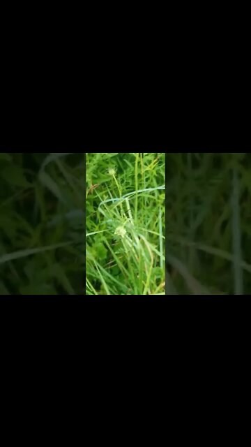 What is edible here, CAUTION, dont eat this until you can ID it.