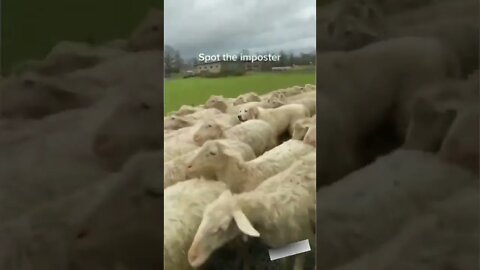 Did you notice?? 🤣🤣