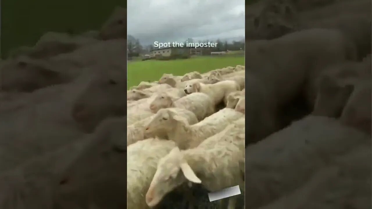 Did you notice?? 🤣🤣