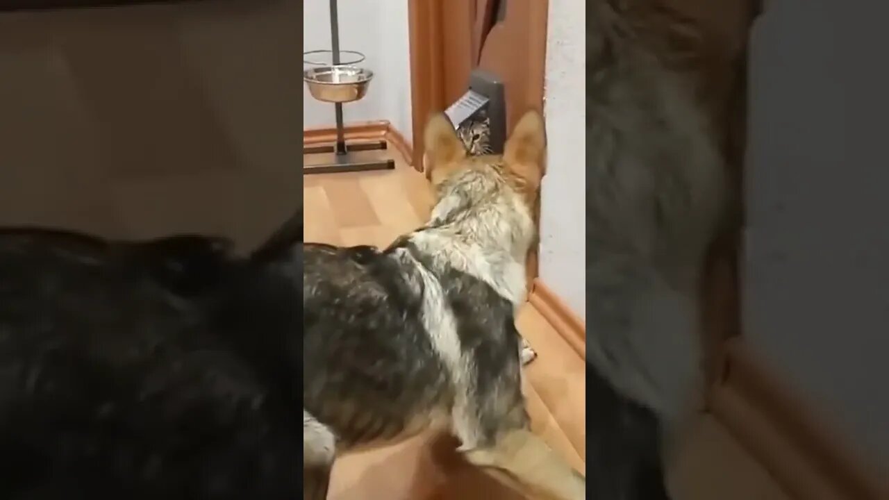 Surprise... Surprise...🐶🐶🙊🙉🙈😻😹#FUNNY ANIMALS#FUNNY #ADORABLY ANIMALS,#SHORTS