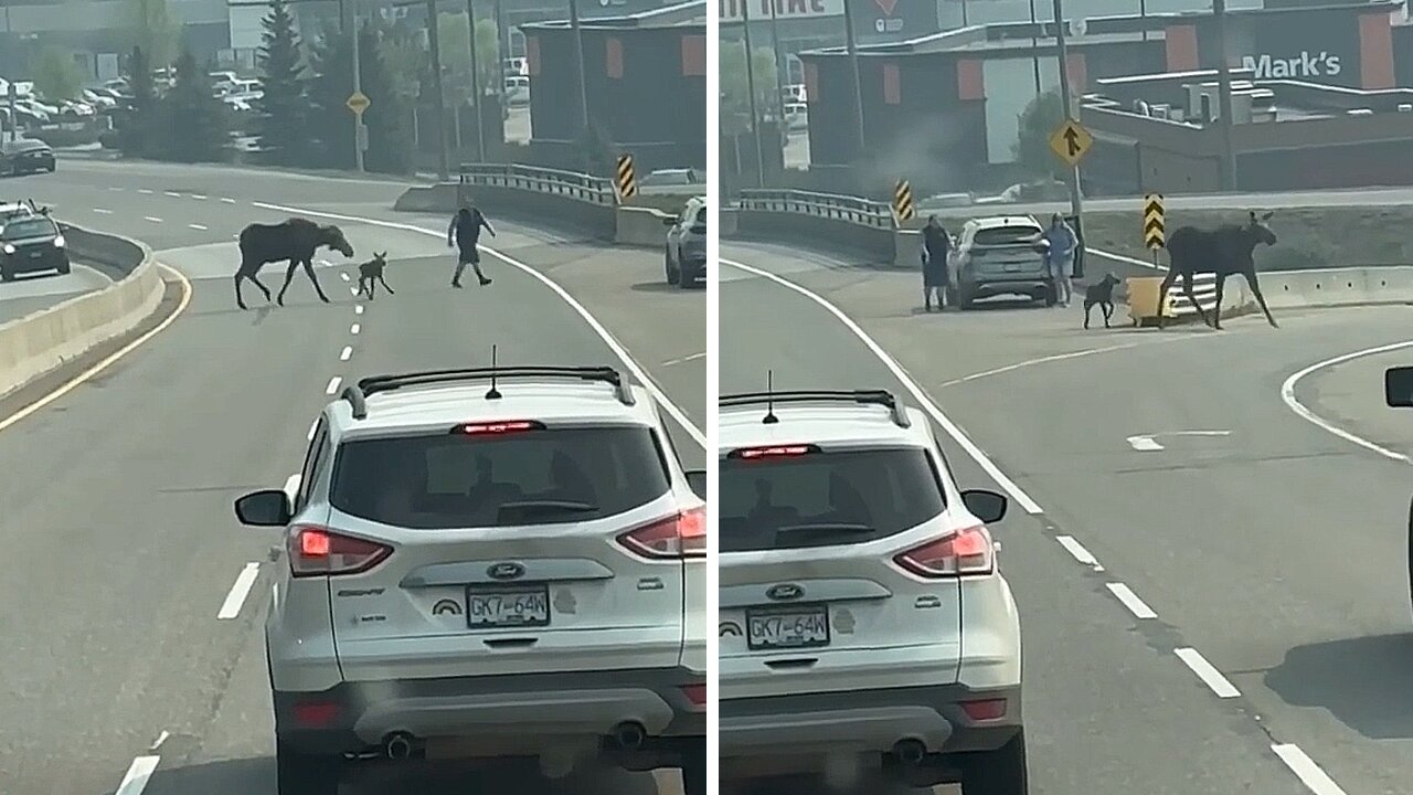 Moose And Calf Attempt To Cross Busy Highway