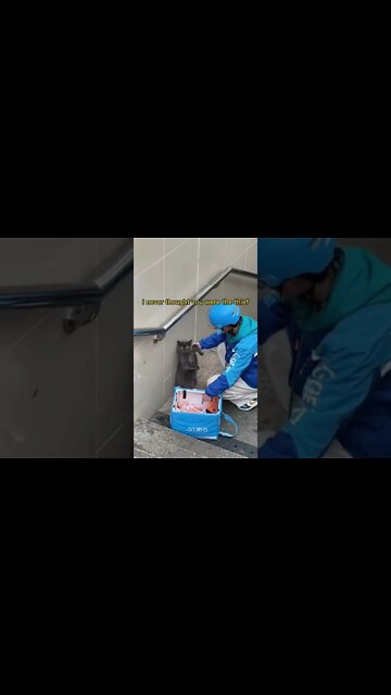 The Cat Stole The Food From Deliveryman