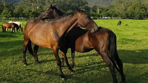 Review of herd hierarchy and managing horse feeding in pasture. Horses mutually groom each other