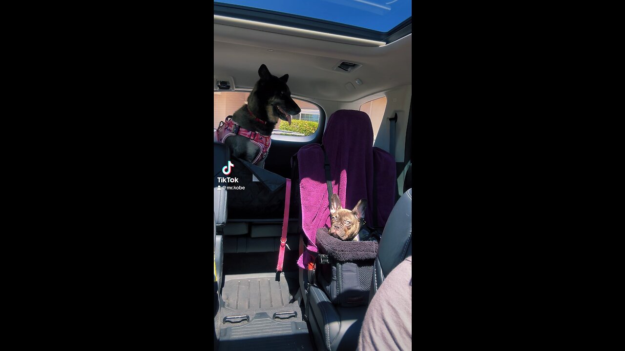 Mr Kobe and his sister vet visit