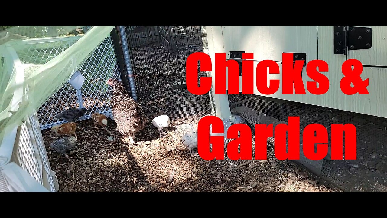 Updates on the Chicks, Chicken Coop & Fall Garden