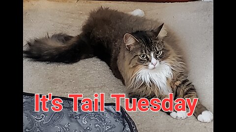 It's Tail Tuesday