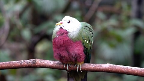 CatTV: Take Your Cat to the San Diego Zoo - Chillin Bird