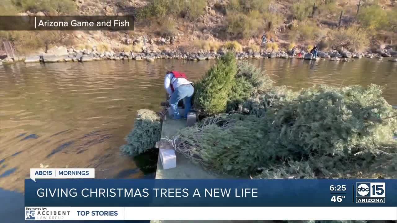 The BULLetin Board: Giving Christmas trees a new life