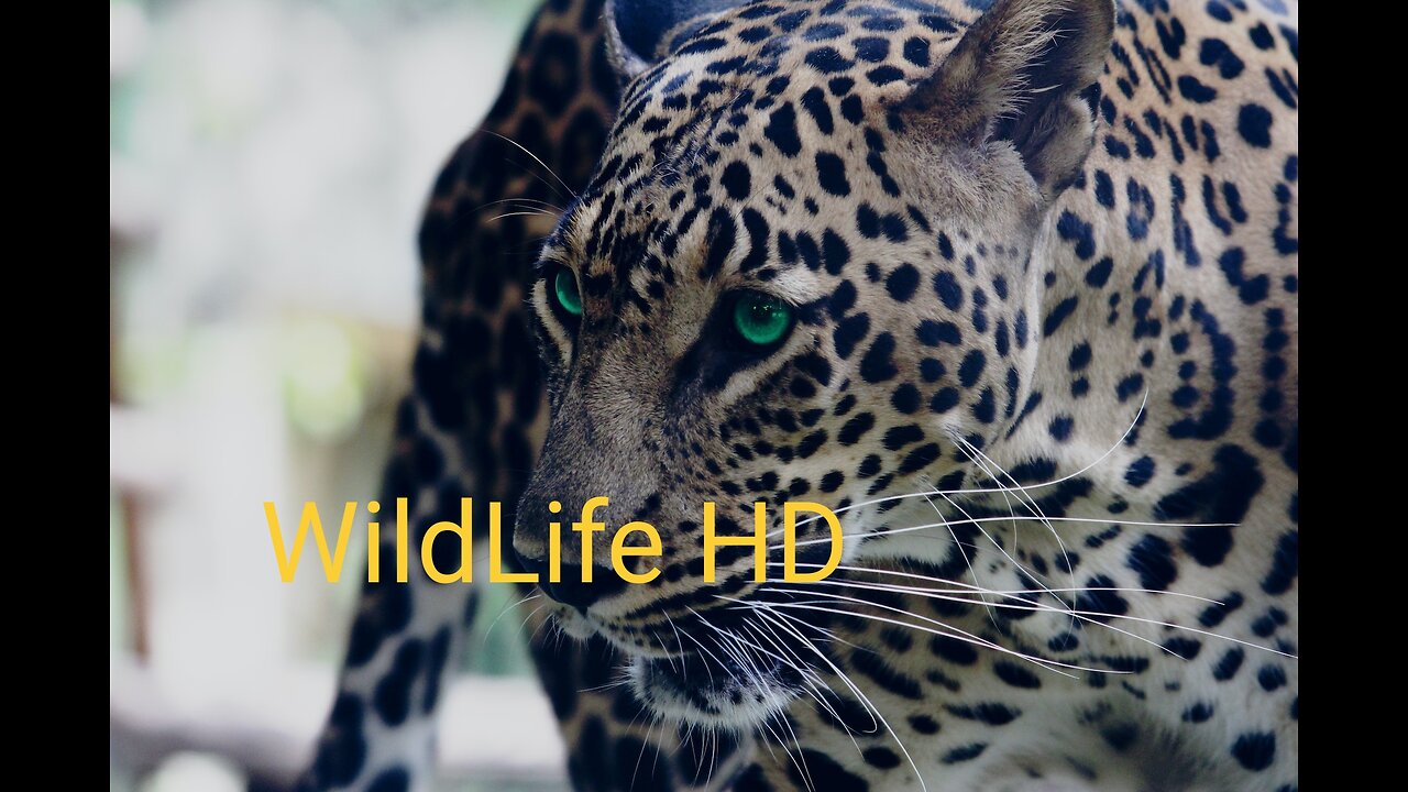 "Wild Wonders: Exploring the Untamed Realms of Wildlife" #wildlife #wildanimals #animals