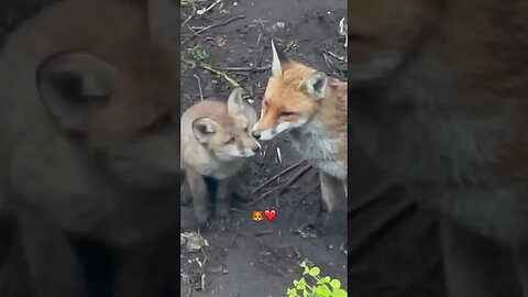 Play with me! #foxesofinstagram #foxes #animalshorts #naturesounds #calmingsounds #nature