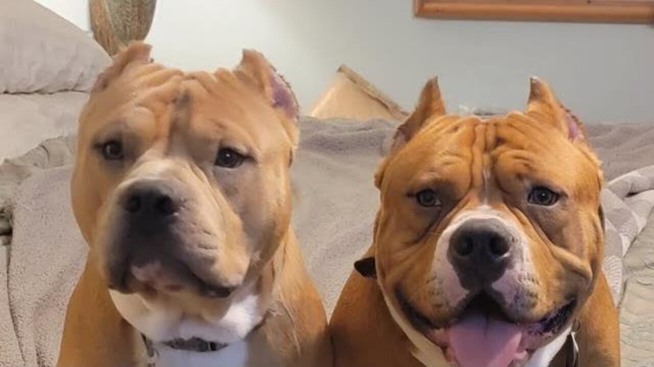 Dogs - Samson And Cheerio: The All American Bullies (AKA Not Pitbulls).