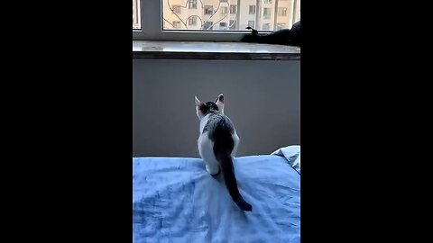 Funny cat