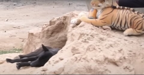 Funny Lion Dog Prank hilarious