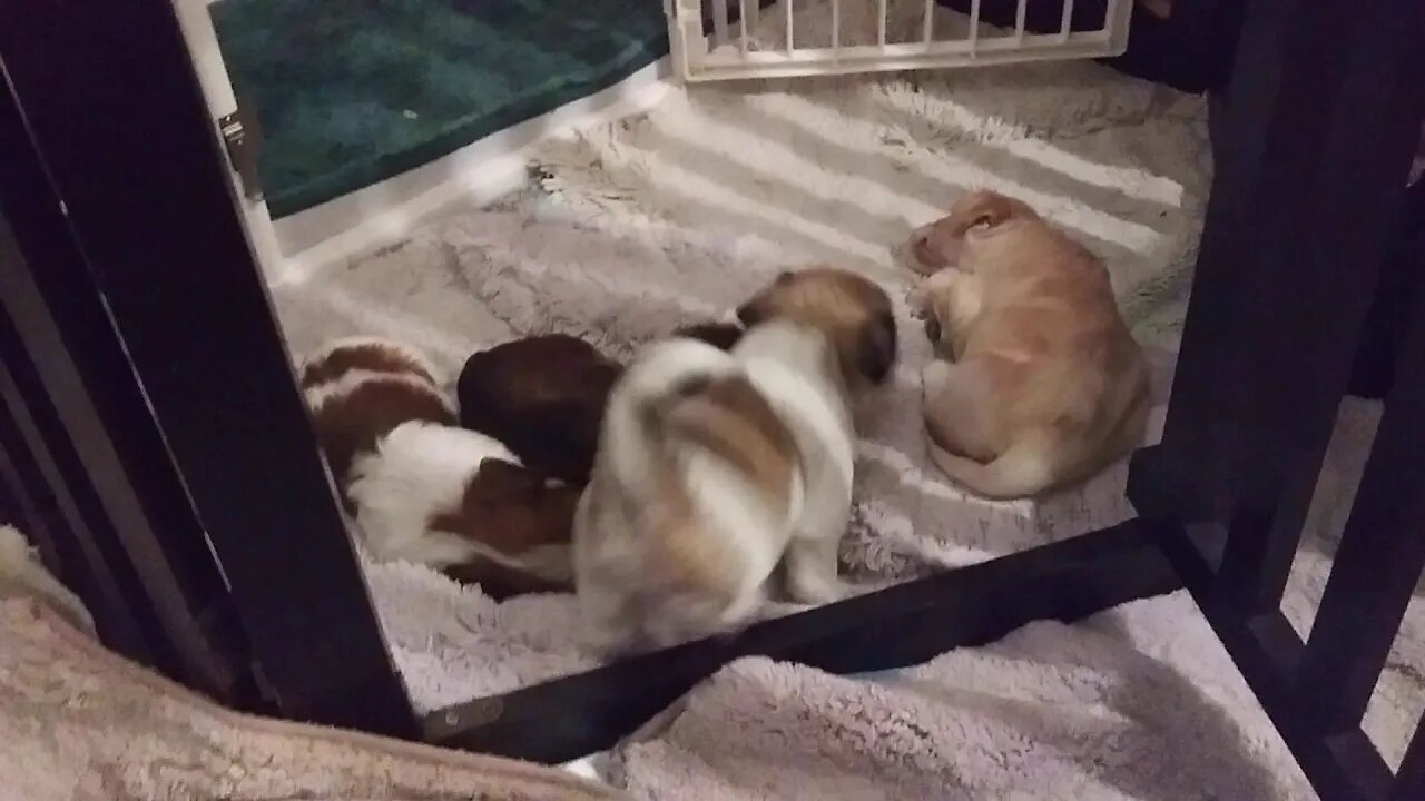 G Litter 1 day shy of 3 wks old(4)