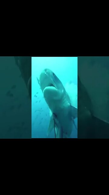 NAO PERCA A CABECA #shorts