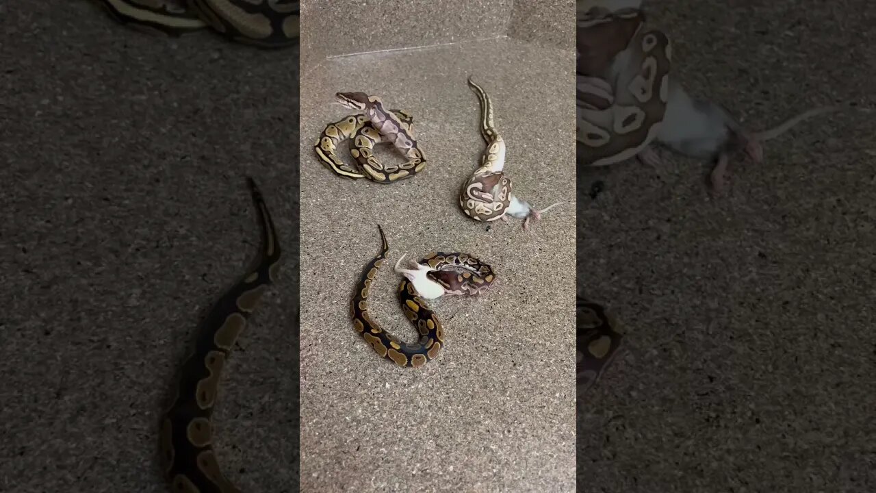 Baby Ball Python Mouse Buffet! 🥘🐍