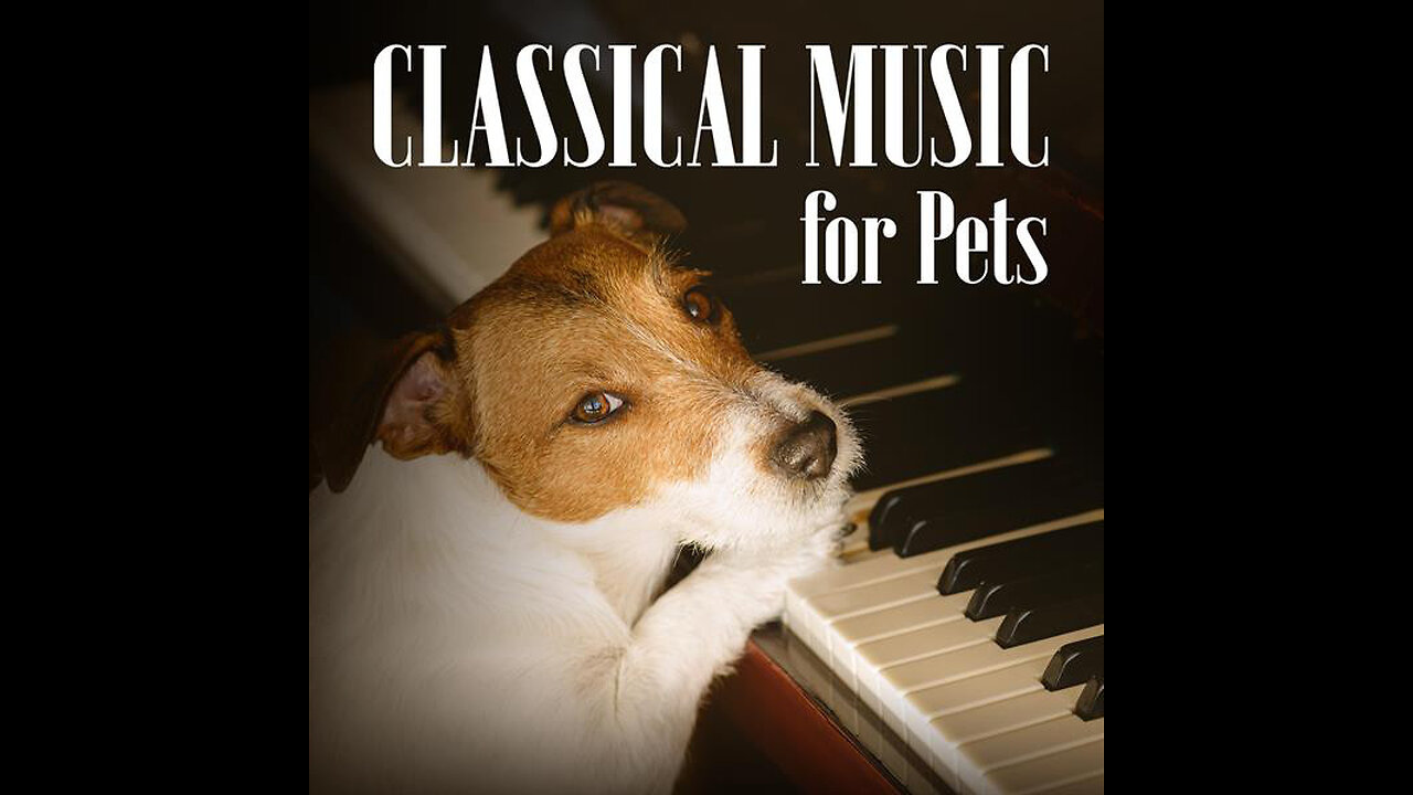 pets activities and music