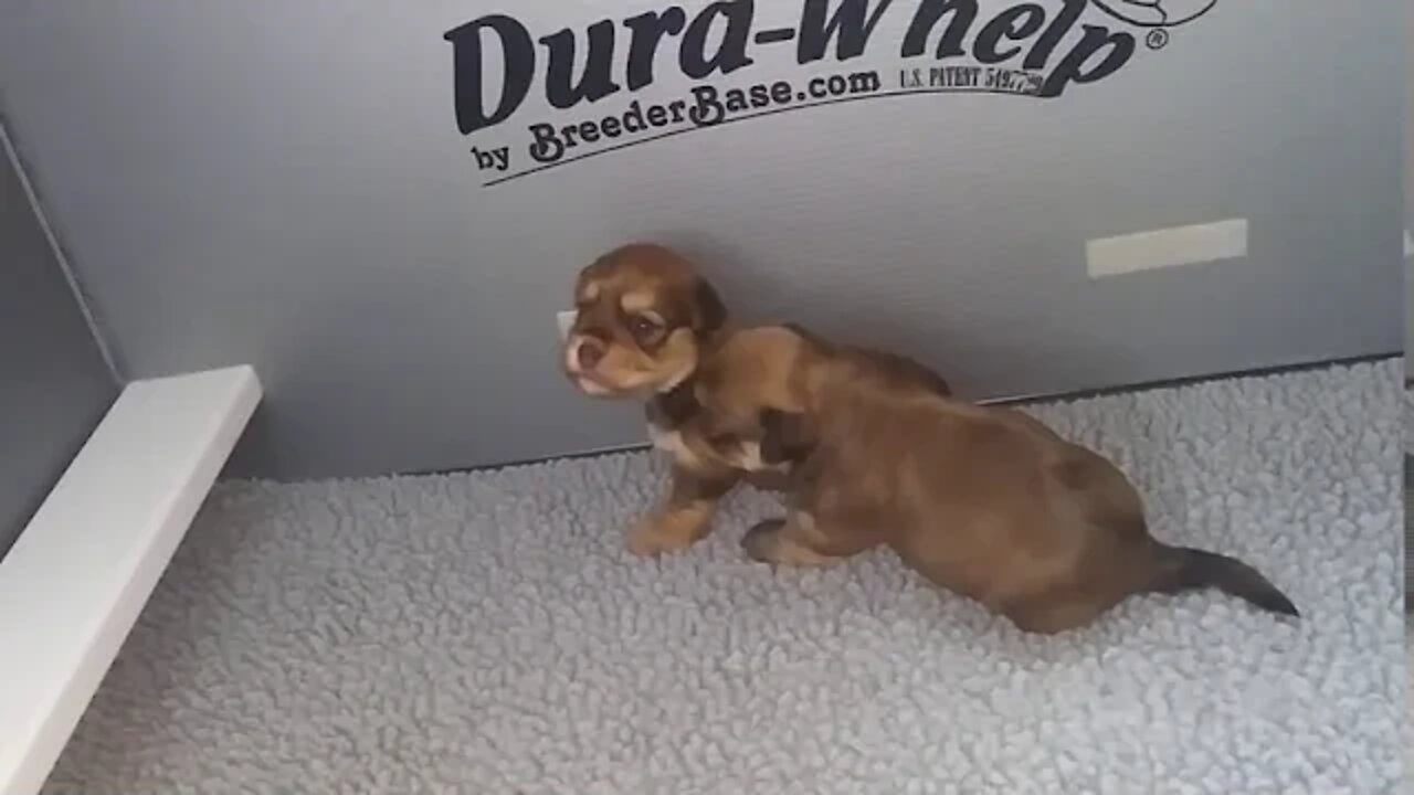 j Litter- First Time Playing