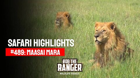 Safari Highlights #489: 28th March 2018 | Maasai Mara/Zebra Plains | Latest Wildlife Sightings