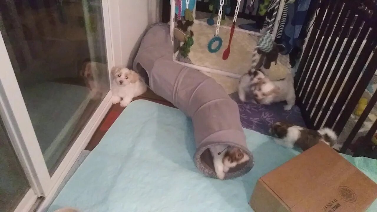 F Litter (& Ella) - Playtime(4)