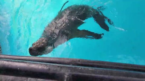 PARQUE DE LAS LEYES: FOCAS - LOBOS MARINOS