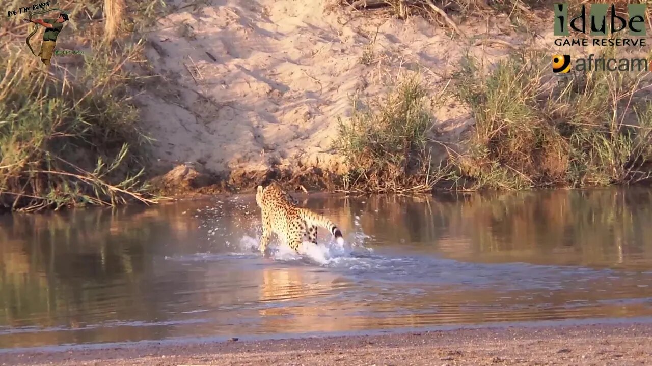 Cheetah Crosses The River