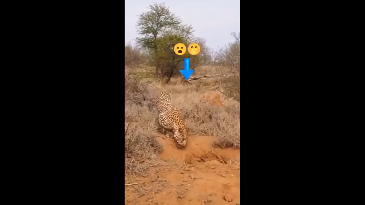 leopard attacks