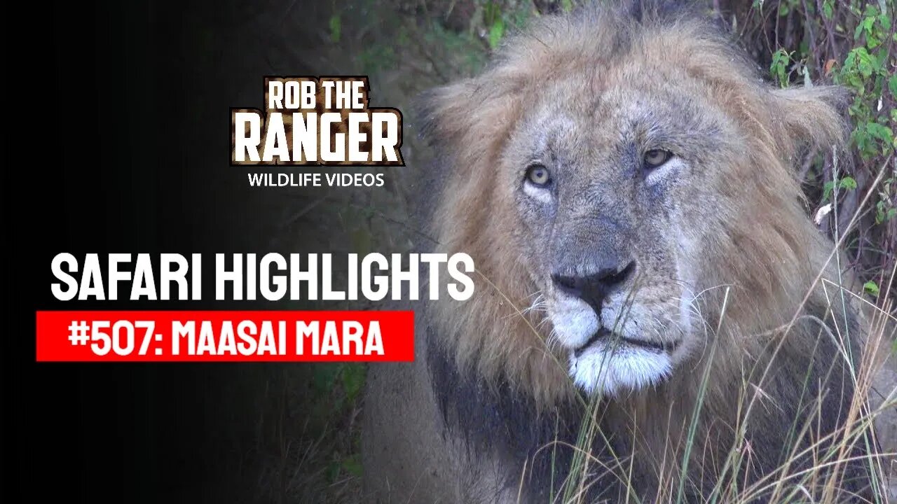 Safari Highlights #507: 08th October 2018 | Maasai Mara/Zebra Plains | Latest Wildlife Sightings