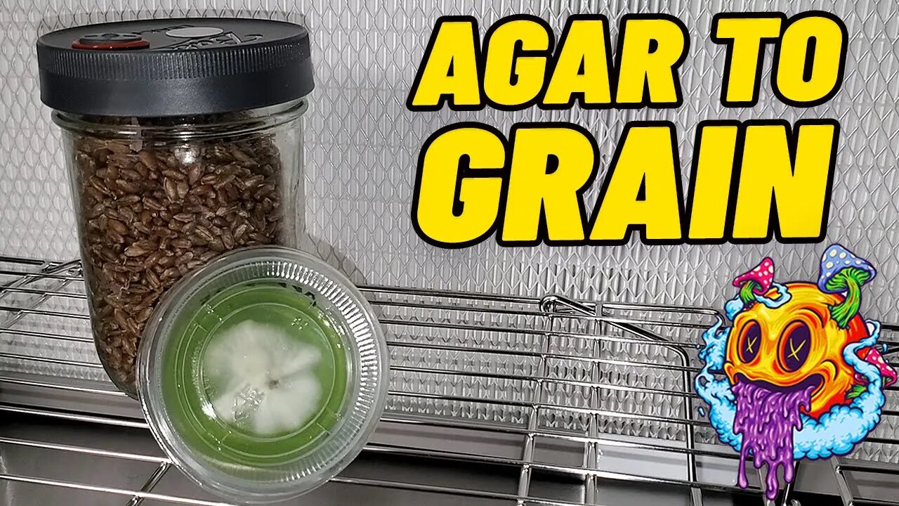 Agar To Agar & Agar To Grain Transfers (My First Time)